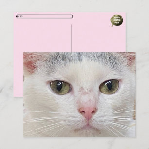 Postcrossing George the Cat's Close Up Postcard