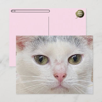 Postcrossing George the Cat's Close Up Postcard