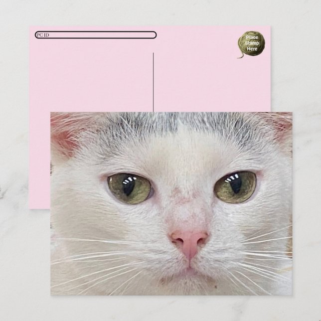 Postcrossing George the Cat's Close Up Postcard (Front/Back)