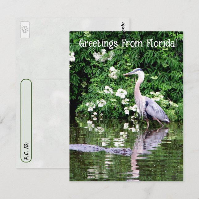 Postcrossing Great Blue Heron and Alligator Postcard (Front/Back)