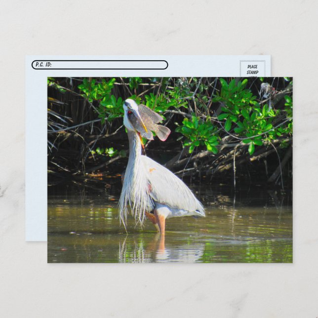 Postcrossing - Great Blue Heron's Lunch Postcard (Front/Back)
