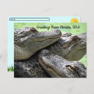 Postcrossing - Greetings From Florida Alligator  Postcard