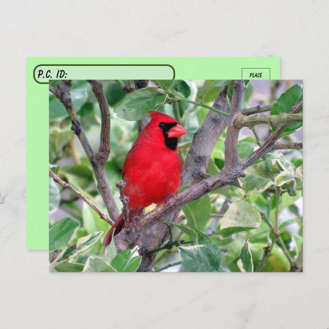 Postcrossing Handsome Male Cardinal Postcard (Front/Back)