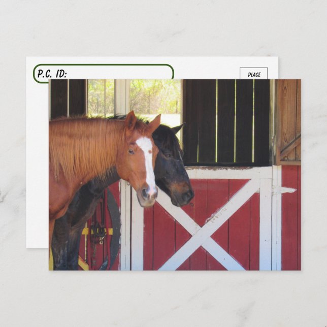 Postcrossing - Horses at the Stable Postcard (Front/Back)