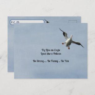 Postcrossing ID Box - American White Pelican Postcard