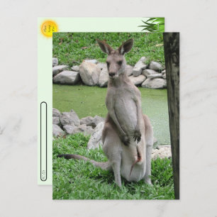 Postcrossing: Kangaroo with Joey Postcard