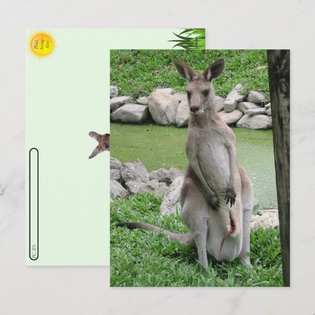 Postcrossing:  Kangaroo with Joey Postcard (Front/Back)