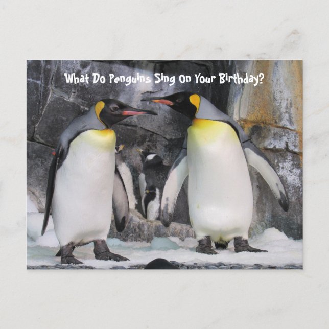 Postcrossing King Penguins Funny Birthday Postcard (Front)