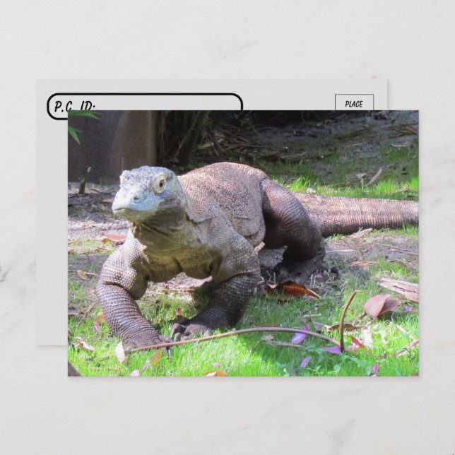 Postcrossing - Komodo Dragon Looking Sweet  Postcard (Front/Back)