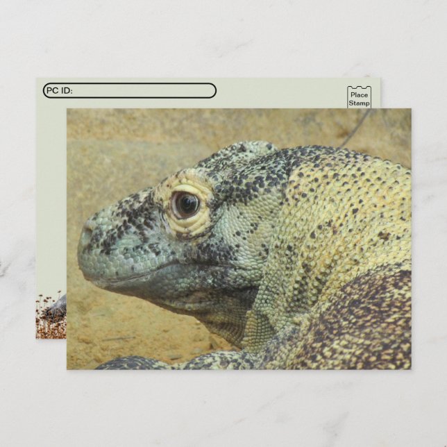 Postcrossing - Komodo Dragon Postcard (Front/Back)