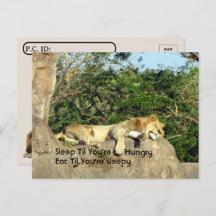 Postcrossing - Lion Sleep til You're Hungry Quote  Postcard