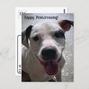Postcrossing Major the Pit Bull Postcard