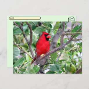 Postcrossing -Male Cardinal Bird Watching Postcard