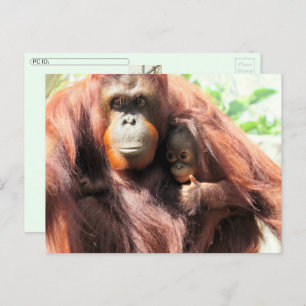 Postcrossing Orangutan Day Postcard