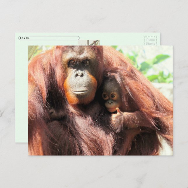 Postcrossing Orangutan Day Postcard (Front/Back)