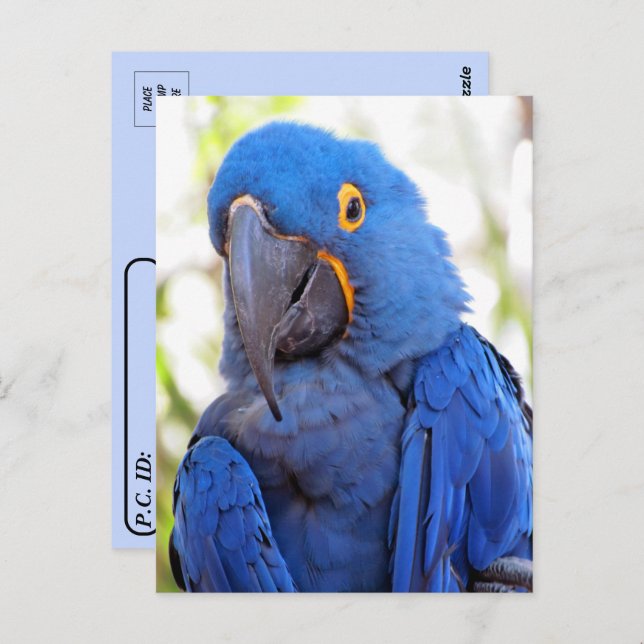 Postcrossing - Pic of a Blue and Gold Macaw  Postcard (Front/Back)