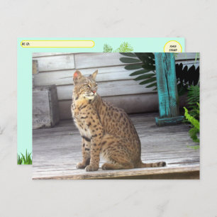 Postcrossing - Pic of a Florida Bobcat Postcard