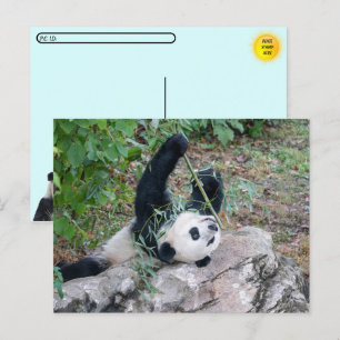 Postcrossing Pic of a Giant Panda Postcard