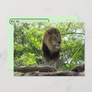 Postcrossing  - Pic of a Lion Postcard