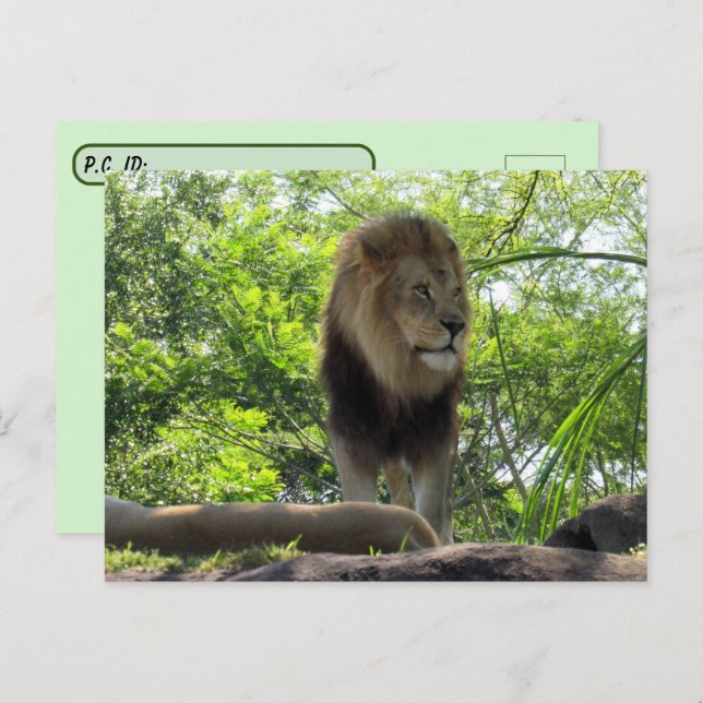 Postcrossing  - Pic of a Lion Postcard (Front/Back)