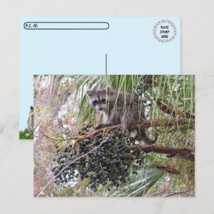Postcrossing Pic of a Young Racoon Eating Berries Postcard