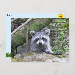 Postcrossing Pic of An Adorable Baby Raccoon Postcard