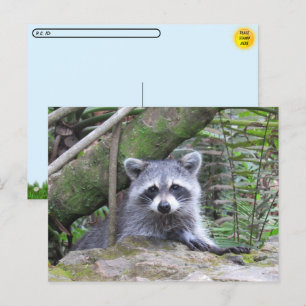 Postcrossing Pic of An Adorable Baby Racoon Postcard