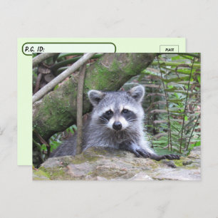 Postcrossing Pic of An Adorable Baby Racoon Postcard