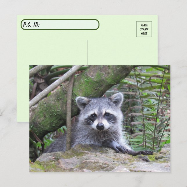 Postcrossing Pic of An Adorable Baby Racoon Postcard (Front/Back)