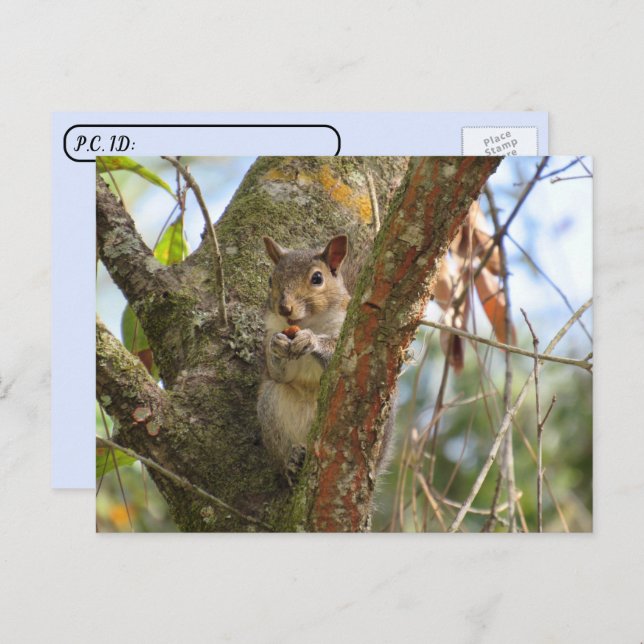Postcrossing  Pic of an Adorable Squirrel Postcard (Front/Back)