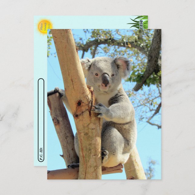 Postcrossing - Pic of Koala Postcard (Front/Back)