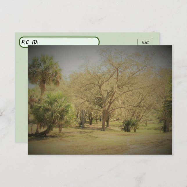 Postcrossing Quaint Florida Forest Scene Postcard (Front/Back)