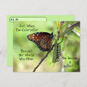 Postcrossing Queen Butterfly & Monarch w/ ID Box Postcard