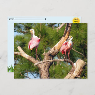 Postcrossing -Roseate Spoonbill - Florida Postcard