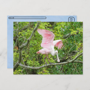 Postcrossing - Roseate Spoonbill Postcard