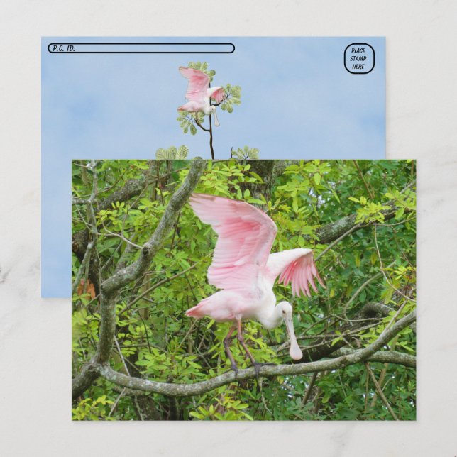 Postcrossing - Roseate Spoonbill Postcard (Front/Back)