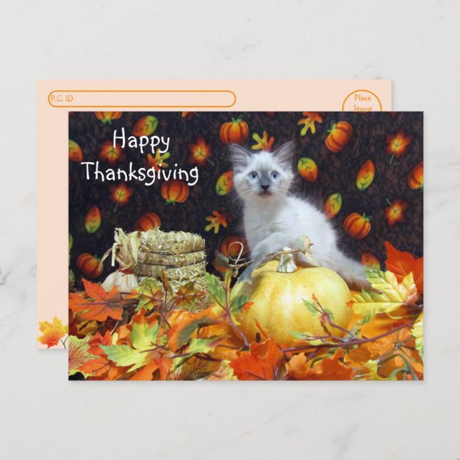 Postcrossing - Savannah Siamese Cat's Thanksgiving Postcard (Front/Back)