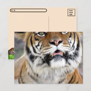 Postcrossing Silly Bengal Tiger Postcard w/ ID Box