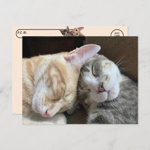 Postcrossing - Sleeping Kittens Taz and Tito Cat  Postcard