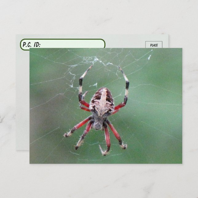 Postcrossing Spotted Orbweaver Spider Postcard (Front/Back)