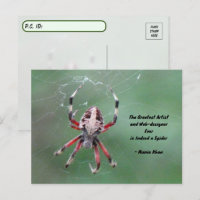 Postcrossing Spotted Orbweaver Spider Postcard