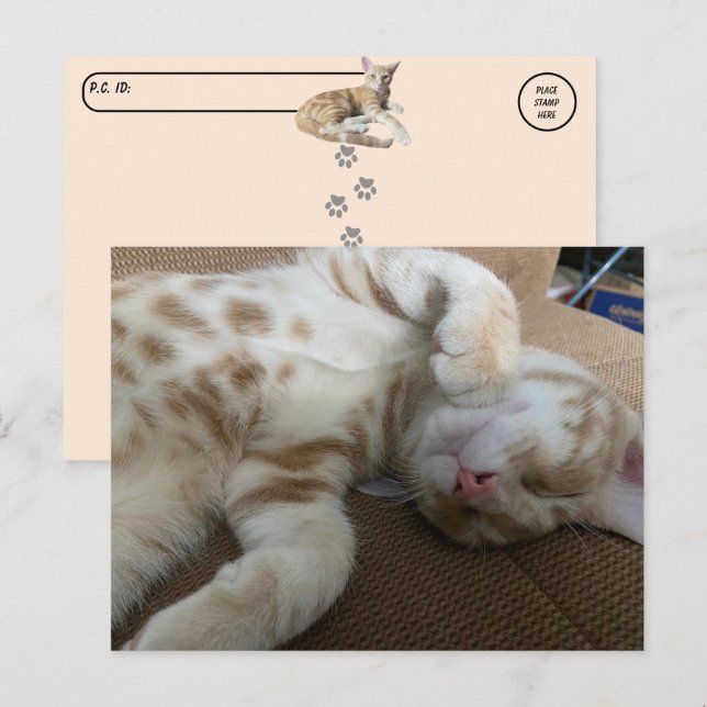 Postcrossing - Taz The Adorable Ginger Tabby - Cat Postcard (Front/Back)