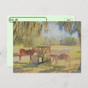 Postcrossing =The Feed Station 2 Horses and Donkey Postcard
