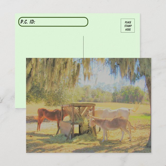 Postcrossing =The Feed Station 2 Horses and Donkey Postcard (Front/Back)