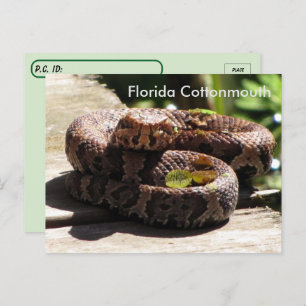 Postcrossing - The Florida Cottonmouth Postcard
