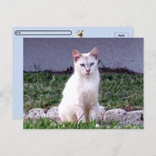 Postcrossing - The Siamese Stray - Cat Postcard