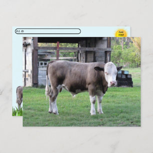 Postcrossing - This Bull Means Business Postcard