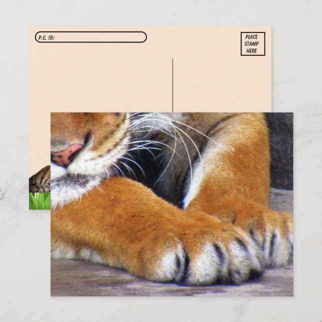 Postcrossing Tiger Paws Postcard w/ ID Box (Front/Back)