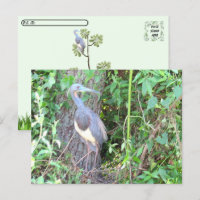 Postcrossing - Tri-Colour Heron Building a Nest