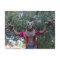 Postcrossing - Werewolf  / Wolf Man Postcard